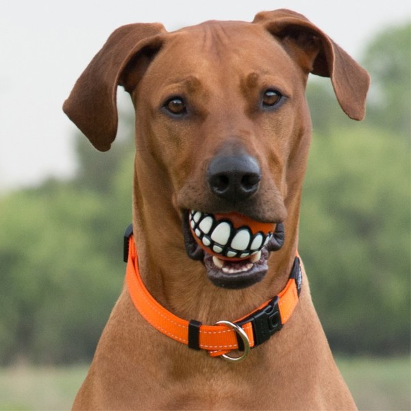 Dog Ball with Teeth Buy Rogz. Technical Gear For Leaders of The Pack