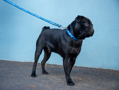 Classic collar lifestyle medium amphibian blue 1