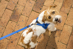 Fast fit blue refinement