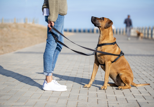 Control Multi-Leash