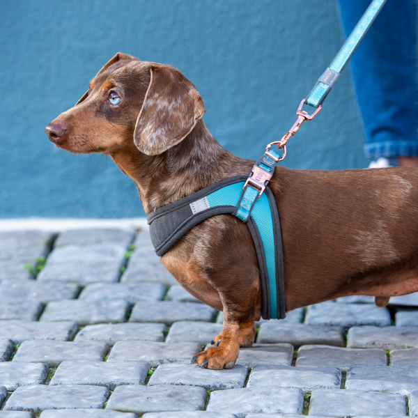 Rogz Urban Fast Fit Adjustable Harness